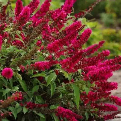 Буддлея давида РОЯЛ РЕД в Кобрине