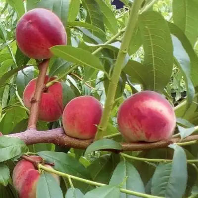 Персик КИЕВСКИЙ РАННИЙ в Кобрине