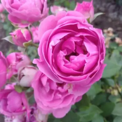 Роза МИСТИ БАБЛС спрей в Кобрине