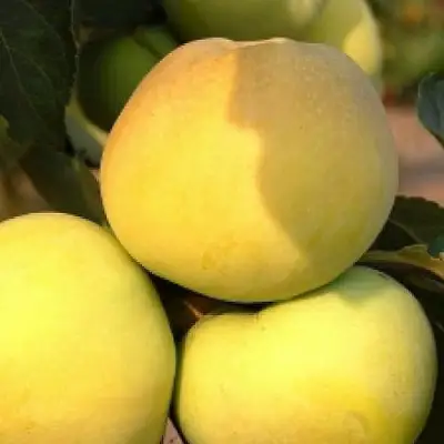 Яблоня АНТОНОВКА ЗОЛОТАЯ в Кобрине