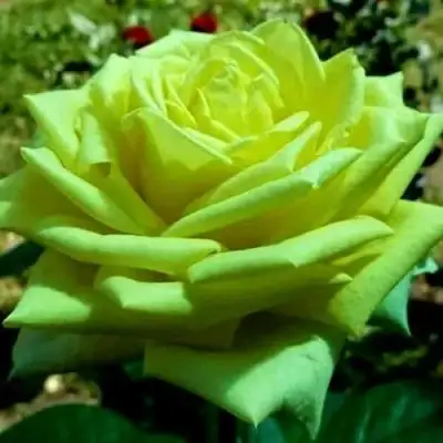 саженцы розы Амандина