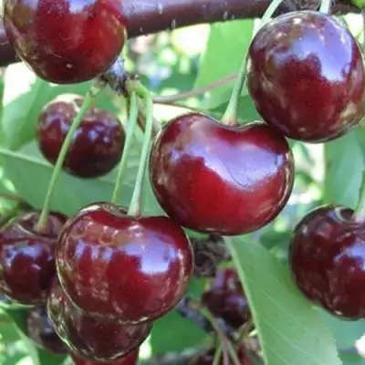 Вишня ЖАДАНА в Кобрине