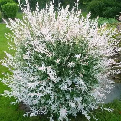 Ива ХАКУРО НИШИКИ в Кобрине