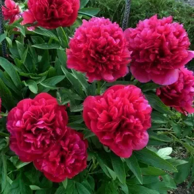 Пион БЕЛГРАВИЯ травянистый в Кобрине