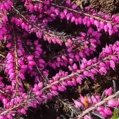 ЭРИКА "АЛЬПИЙСКИЙ ВЕРЕСК" (зимующая) сорт АТРОРУБРА в Кобрине