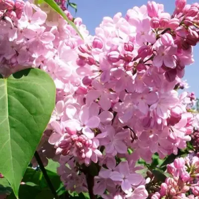 Сирень АДЕЛИНА в Кобрине