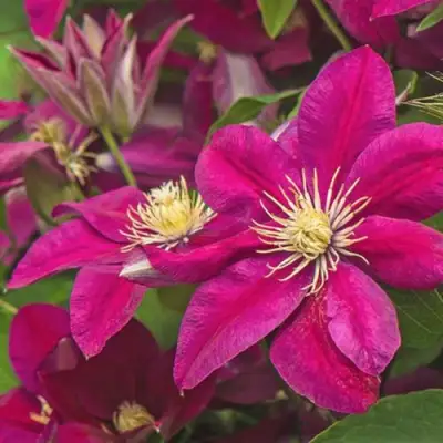 Клематис ЭРНЕСТ МАРКХАМ в Кобрине