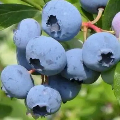 Голубика ДАРРОУ в Кобрине