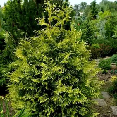 Туя ЗЕБРИНА ЭКСТРА ГОЛД складчатая в Кобрине