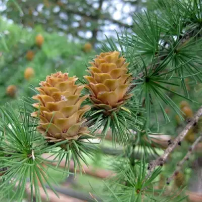 Лиственница КЕМПФЕРА в Кобрине