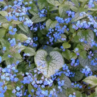 Бруннера ДЖЭК ФРОСТ в Кобрине