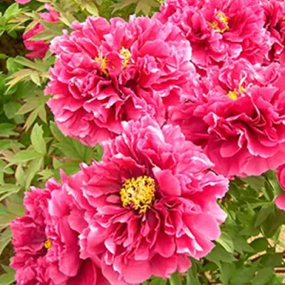 Пион ВОСХОД СОЛНЦА древовидный в Кобрине