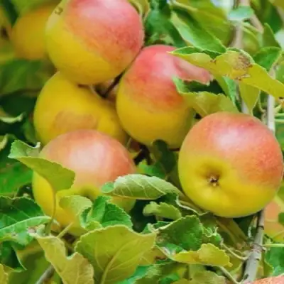 Яблоня ПАМЯТЬ БЛЫНСКОГО колонновидная в Кобрине