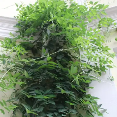 Глициния макростахия БЛЮ МУН в Кобрине