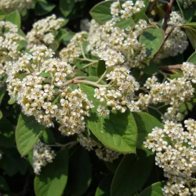 Кизильник пузырчатый в Кобрине