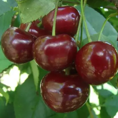 Дюк КОРМИЛИЦА в Кобрине