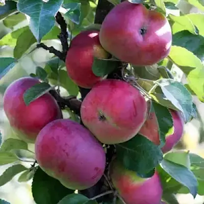 Яблоня ЕСЕНИЯ колонновидная в Кобрине