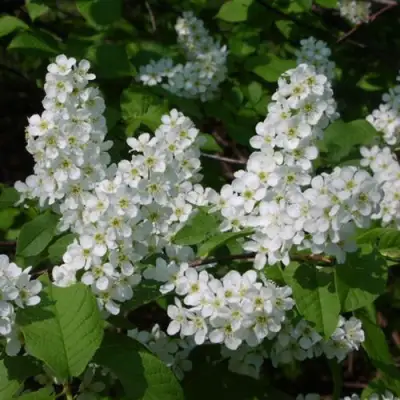 Черемуха ПАМЯТИ САЛАМАТОВА в Кобрине