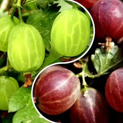 Комплект СКАЗКА в Кобрине