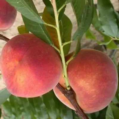 Персик ЮБИЛЕЙ СТОЛИЦЫ колонновидный в Кобрине