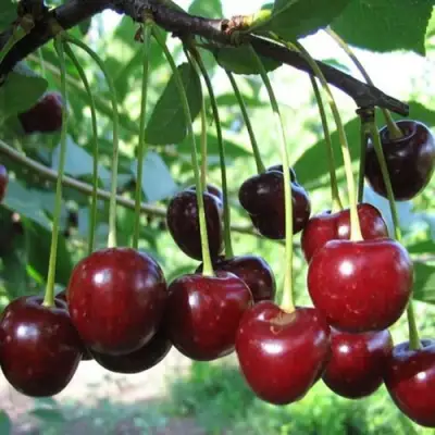 Вишня БЫСТРИНКА в Кобрине