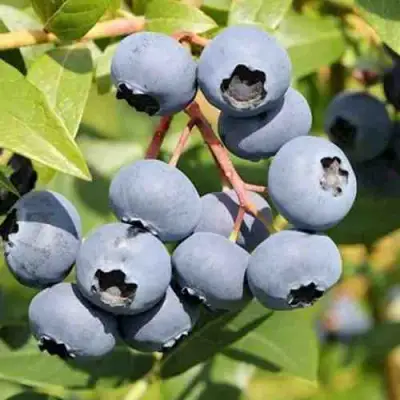 Голубика КРОЭТЭН в Кобрине