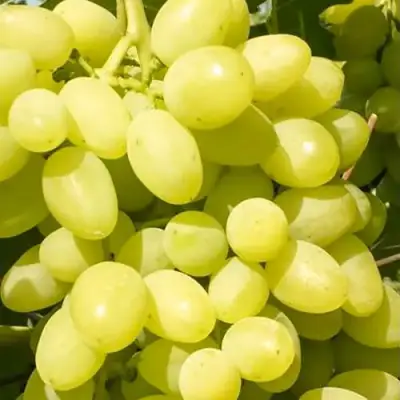 Виноград ДОЛГОЖДАННЫЙ в Кобрине