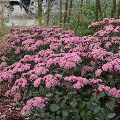 Очиток (седум) МАТРОНА в Кобрине