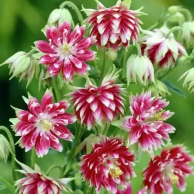 Аквилегия БАРЛОУ НОРА гибрид МакКаны в Кобрине