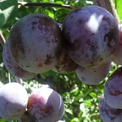 Слива РЕНКЛОД ХАРИТОНОВОЙ в Кобрине