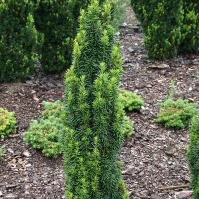 Тис ВОЙТЕК средний  в Кобрине