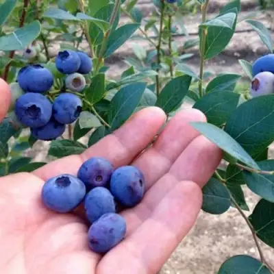 Голубика НОРТ КАНТРИ в Кобрине