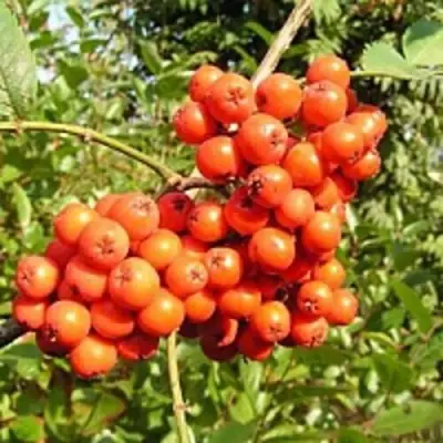 Рябина КОНЦЕНТРА сладкоплодная в Кобрине