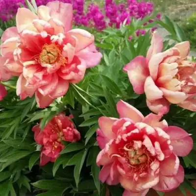 Пион ДЖУЛИЯ РОУЗ ито-гибрид в Кобрине