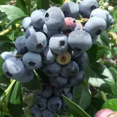 Голубика КРОЭТЭН в Кобрине