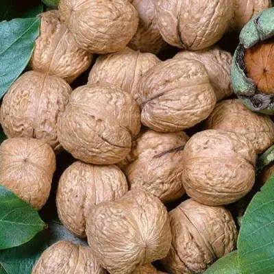 Грецкий орех ПРЕЗИДЕНТ в Кобрине