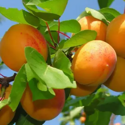 Абрикос КИЕВСКИЙ РАННИЙ в Кобрине