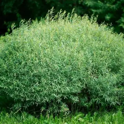 Ива НАНА пурпурная в Кобрине