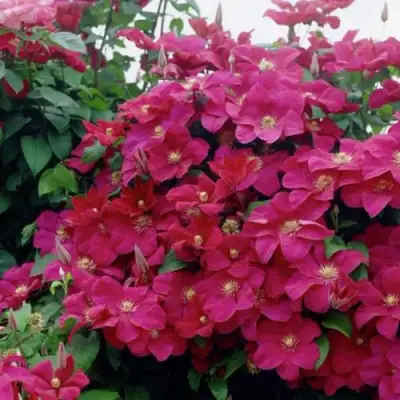 Клематис РУЖ КАРДИНАЛ в Кобрине