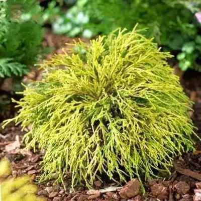 Кипарисовик ВАВЕЛ горохоплодный в Кобрине