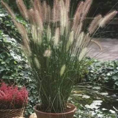 Пеннисетум ХАМЕЛН в Кобрине