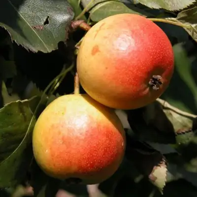 Груша АЛЁНУШКА в Кобрине