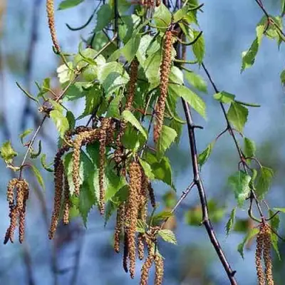 Береза ПОВИСЛАЯ в Кобрине