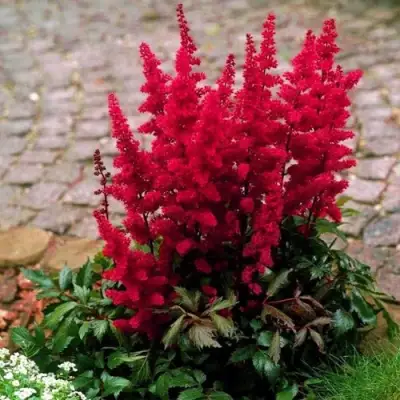 Астильба ГЛАТ Арендса в Кобрине