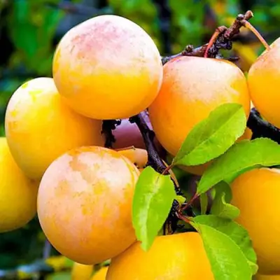 Слива МИНСКАЯ в Кобрине