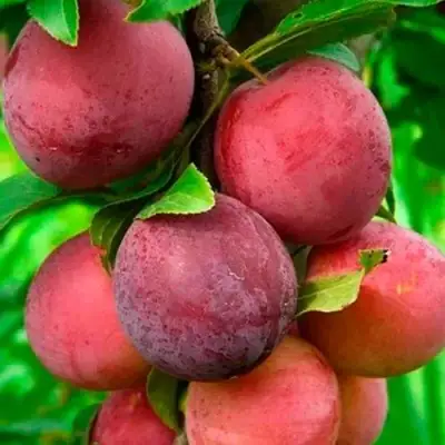 Слива КЛЕОПАТРА в Кобрине