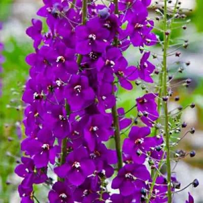 Коровяк ВИОЛЕТТА (вербаскум) в Кобрине