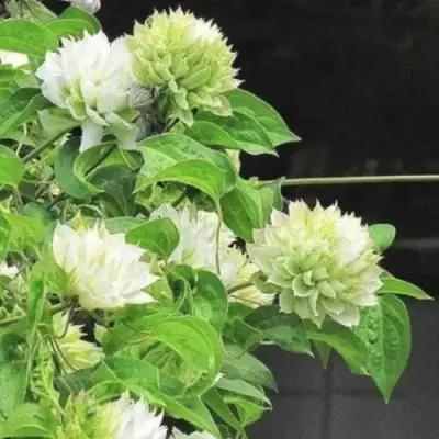 Клематис КОХАНА в Кобрине