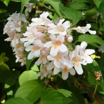 Кольквиция прелестная в Кобрине