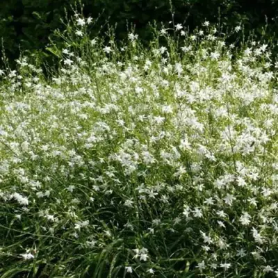 Венечник ветвистый в Кобрине